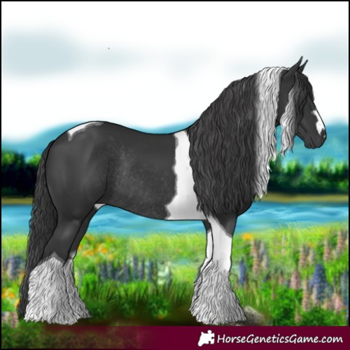 Horse Color:Black Tobiano Rabicano 
