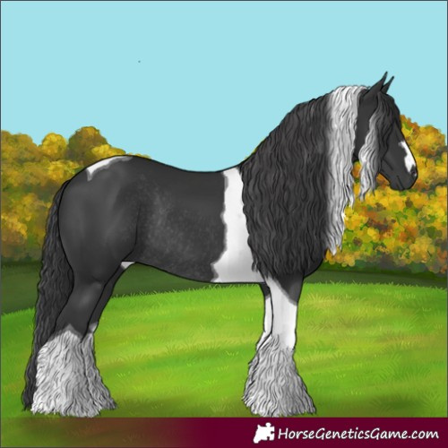 Horse Color:Black Tobiano Rabicano 