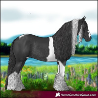 Horse Color:Black Tobiano Rabicano 