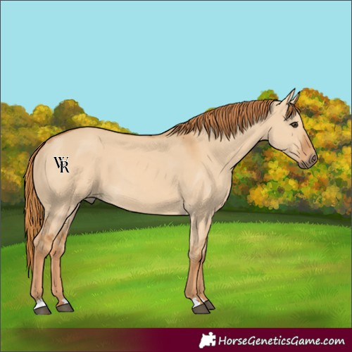 Horse Color:Red Dun 