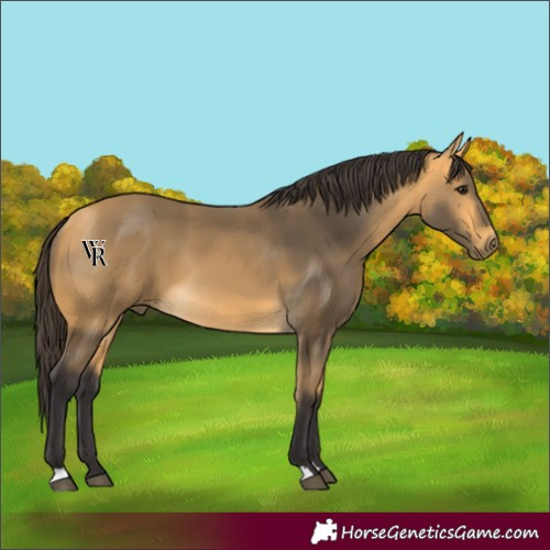 Horse Color:Buckskin 