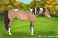 Horse Color:Amber Champagne Tobiano 