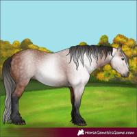 Horse Color:Gray Bay 