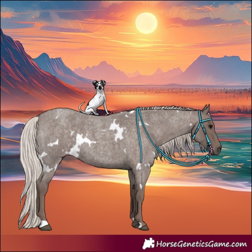 Horse Color:White Spotted Silver Blue Roan 