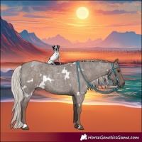 Horse Color:White Spotted Silver Blue Roan 