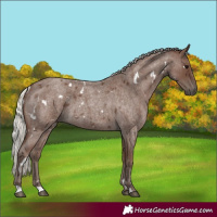 Horse Color:White Spotted Silver Blue Roan 