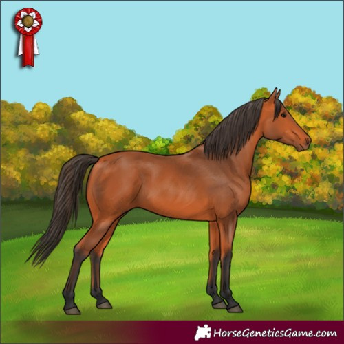 Horse Color:Bay 