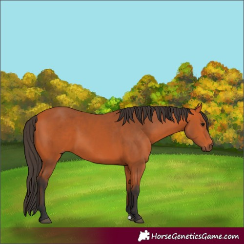Horse Color:Bay 