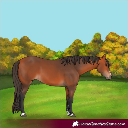 Horse Color:Bay 