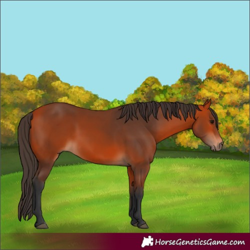 Horse Color:Bay 