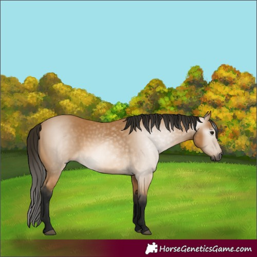Horse Color:Gray Buckskin 