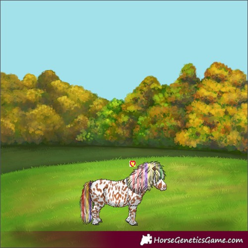 Horse Color:Painted Chestnut Appaloosa 