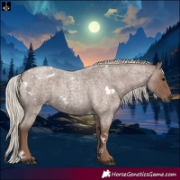 Horse Color:White Spotted Silver Blue Roan 