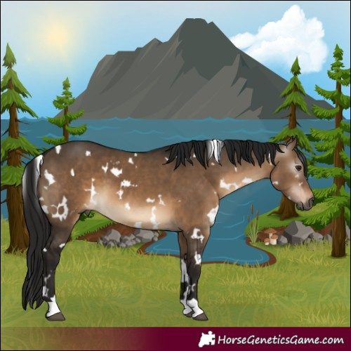 Horse Color:Gray White Spotted Bay Dun 