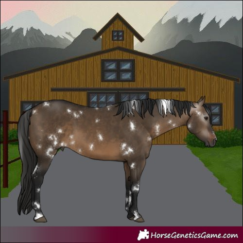 Horse Color:Gray White Spotted Bay Dun 