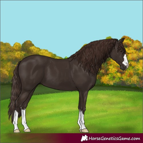 Horse Color:Liver Chestnut 