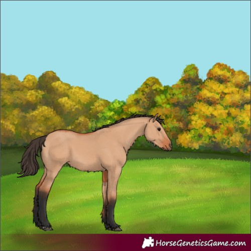 Horse Color:Bay Dun 
