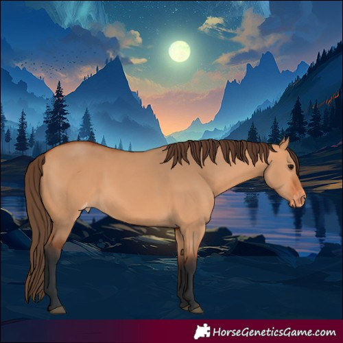 Horse Color:Bay Dun Appaloosa 