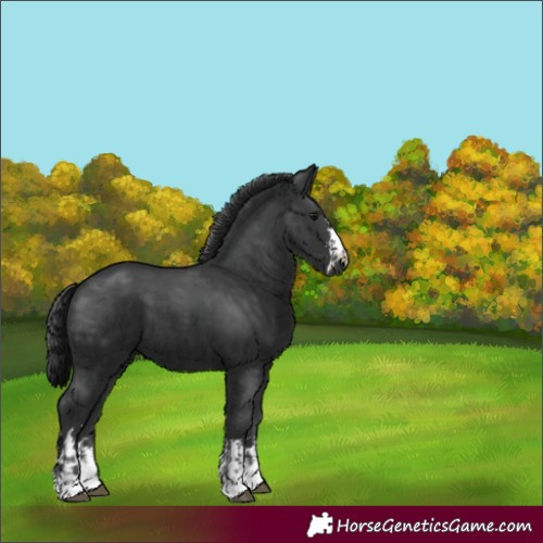 Horse Color:Black  and Black 