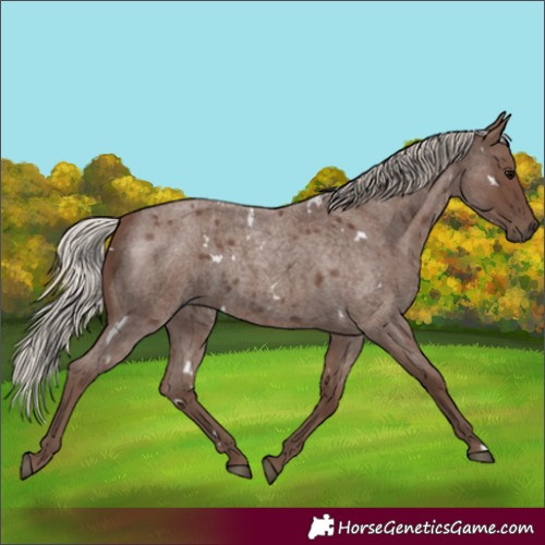 Horse Color:White Spotted Silver Blue Roan 