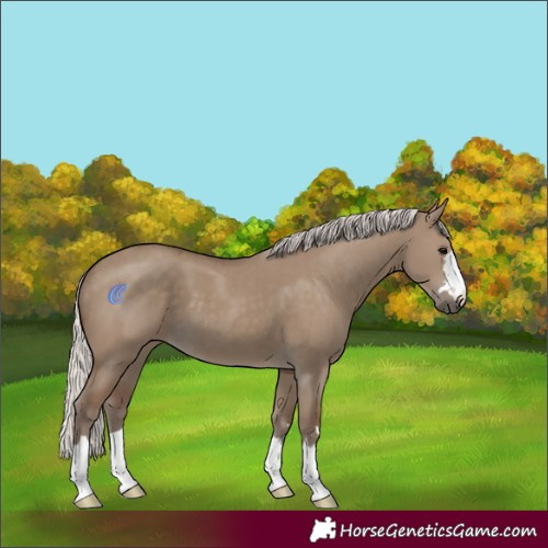 Horse Color:Silver Grullo 