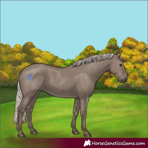 Horse Color:Silver Grullo