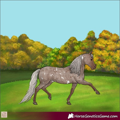 Horse Color:White Spotted Silver Blue Roan 
