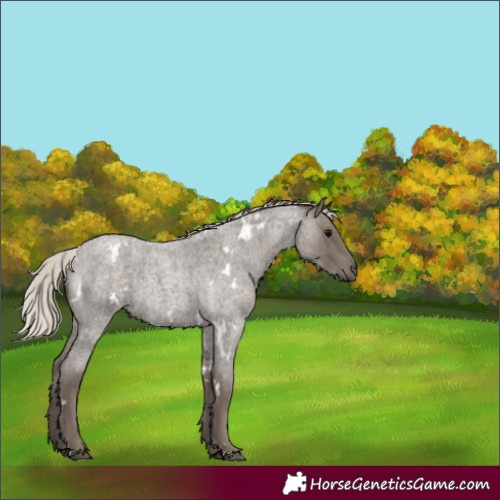 Horse Color:White Spotted Silver Blue Roan 
