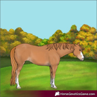 Horse Color:Chestnut 