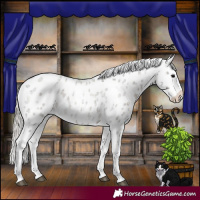 Horse Color:White Spotted Silver Blue Roan Appaloosa 