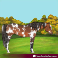 Horse Color:White Spotted Bay 