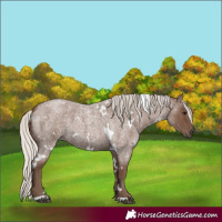 Horse Color:White Spotted Silver Blue Roan