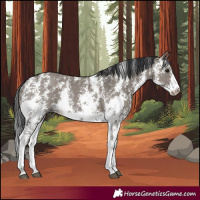 Horse Color:Grullo Sabino Rabicano