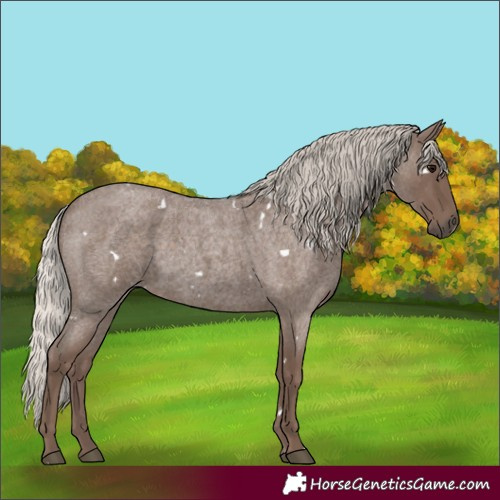 Horse Color:White Spotted Silver Blue Roan 
