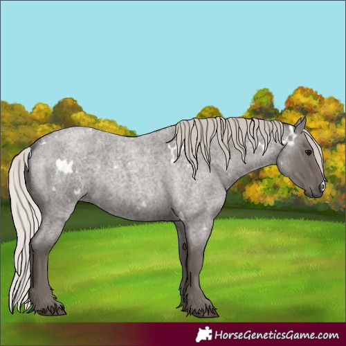 Horse Color:Unknown 