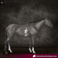 Horse Color:Grullo Sabino Rabicano