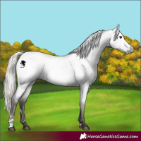 Horse Color:Gray White Spotted Silver Blue Roan Near Leopard 