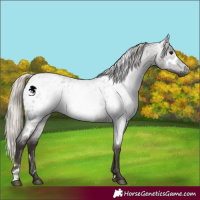 Horse Color:Gray White Spotted Silver Blue Roan Appaloosa 
