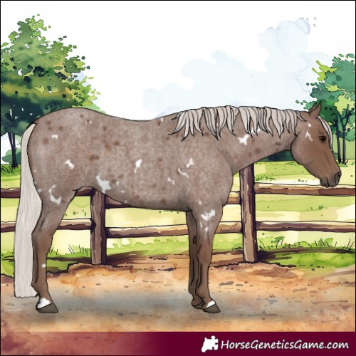 Horse Color:White Spotted Silver Blue Roan 