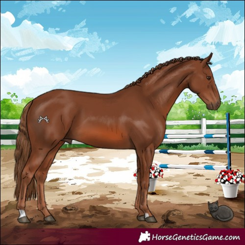 Horse Color:Chestnut 