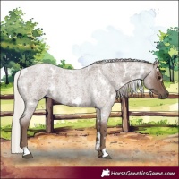 Horse Color:White Spotted Silver Blue Roan 