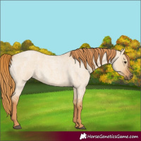 Horse Color:Red Dun Roan 