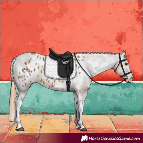 Horse Color:Chestnut Tobiano Blanket 