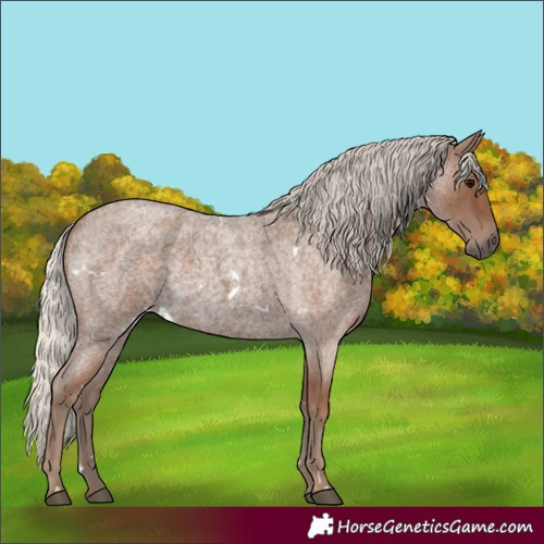 Horse Color:White Spotted Silver Blue Roan