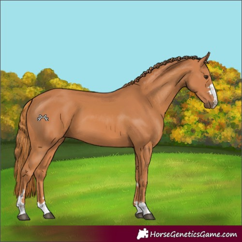 Horse Color:Chestnut 