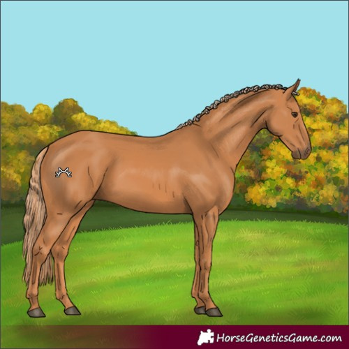 Horse Color:Chestnut 