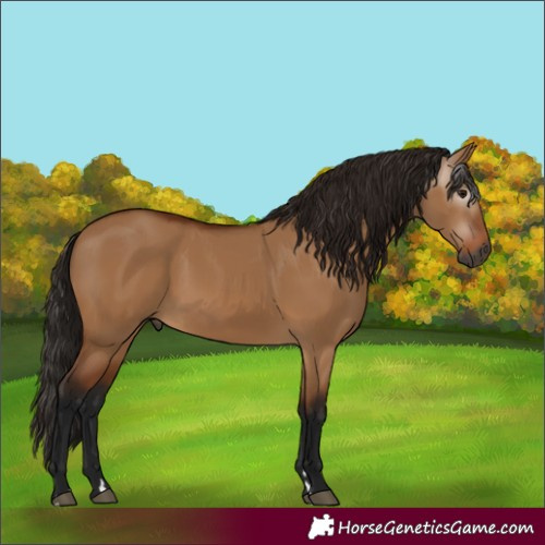 Horse Color:Gray Bay Dun 