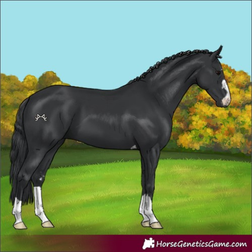 Horse Color:Black 