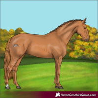 Horse Color:Chestnut 