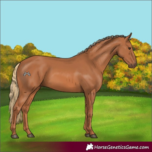 Horse Color:Chestnut 